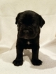 Small Photo #1 Cane Corso Puppy For Sale in ABERDEEN, MS, USA