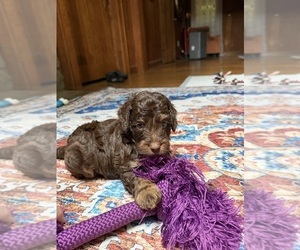 Medium Aussiedoodle