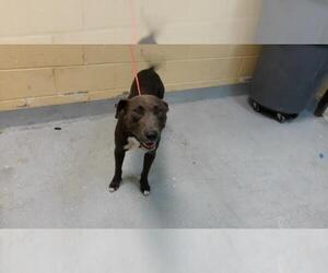 Mutt Dogs for adoption in Tulsa, OK, USA