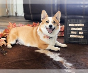 Mother of the Pembroke Welsh Corgi puppies born on 10/07/2020