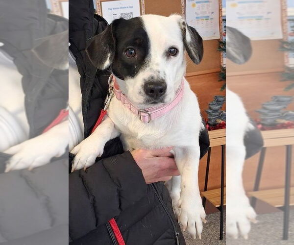 Medium Photo #1 Mutt Puppy For Sale in Greenbelt, MD, USA