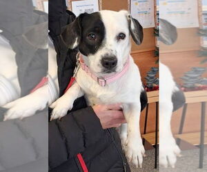 Mutt Dogs for adoption in Greenbelt, MD, USA