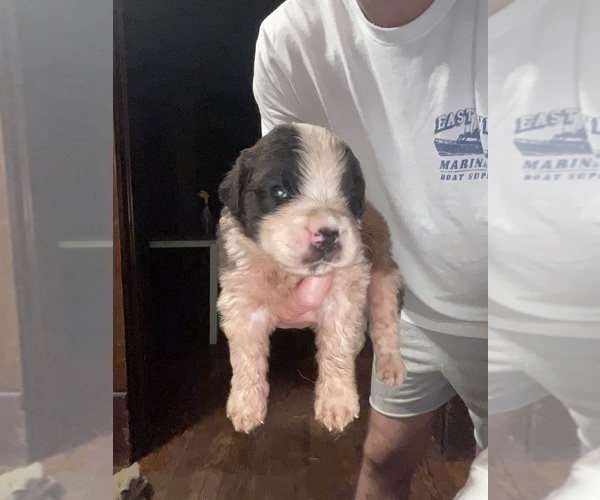 Medium Photo #6 Saint Bernard Puppy For Sale in JOHNSTOWN, PA, USA