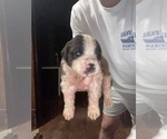 Puppy Veridian Saint Bernard