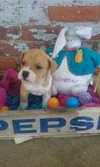 American Bulldog-Australian Shepherd Mix Puppy for sale in DELTA, OH, USA