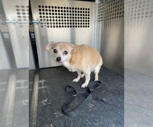 Chihuahua Dogs for adoption in Woodland, CA, USA