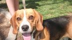 Small Photo #1 Beagle Puppy For Sale in FRESNO, CA, USA