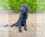 Small #1 German Wirehaired Pointer Mix