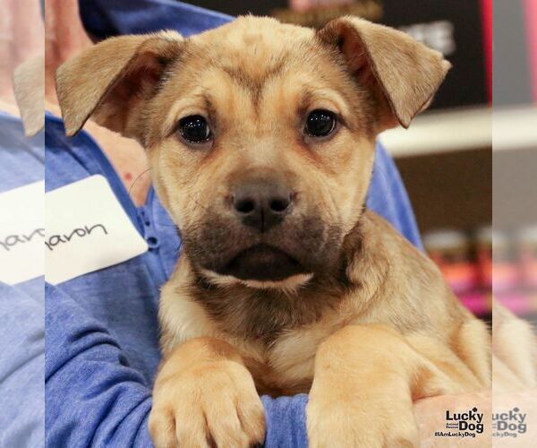 Medium Photo #5 Mutt Puppy For Sale in Washington, DC, USA