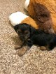 Small Photo #5 Yorkshire Terrier Puppy For Sale in AMARILLO, TX, USA