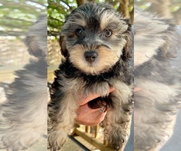 Medium Photo #7 Yorkshire Terrier Puppy For Sale in GEORGETOWN, TX, USA