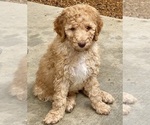 Puppy Issa Poodle (Standard)