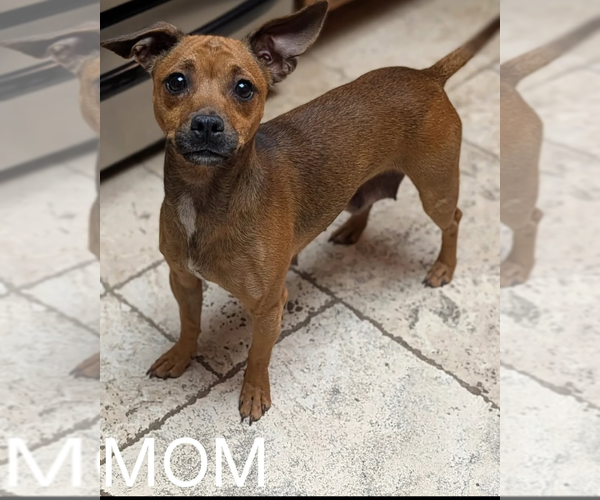 Medium Photo #2 Dachshund-Unknown Mix Puppy For Sale in Mesa, AZ, USA