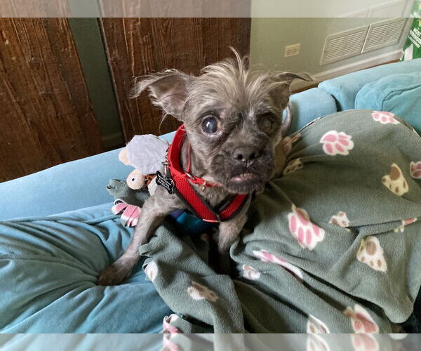 Medium Photo #4 Shih Tzu-Unknown Mix Puppy For Sale in Mundelein, IL, USA