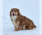 Small Photo #1 Miniature Australian Shepherd Puppy For Sale in LEBANON, MO, USA