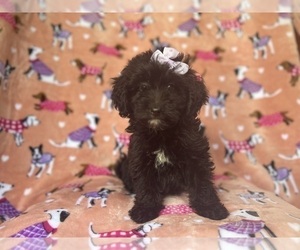 Aussiedoodle Miniature Puppy for sale in LAKELAND, FL, USA