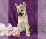 Small Photo #12 Shiba Inu Puppy For Sale in KIRKWOOD, PA, USA