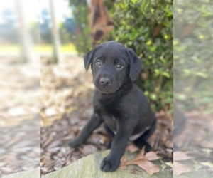 Labrador Retriever Puppy for sale in ASHEBORO, NC, USA