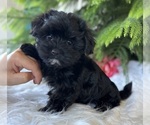 Small #6 Morkie