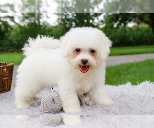 Bichon Frise Puppy for sale in SYRACUSE, IN, USA
