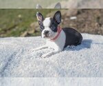 Small Photo #12 Boston Terrier Puppy For Sale in MILLERSBURG, OH, USA