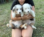 Small Photo #21 Miniature American Shepherd Puppy For Sale in HURT, VA, USA