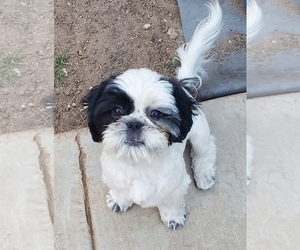 Shih Tzu Puppy for sale in SPG VALLEY LK, CA, USA