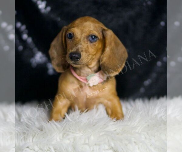 Medium Photo #3 Dachshund Puppy For Sale in WARSAW, IN, USA