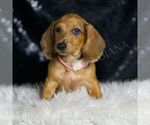 Small #2 Dachshund