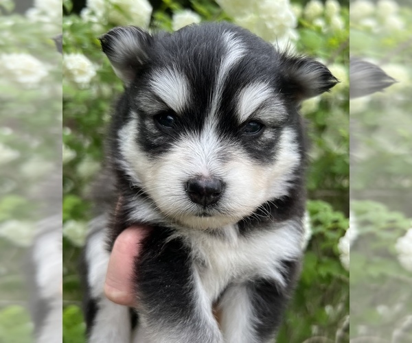 Full screen Photo #3 Pomsky Puppy For Sale in BAXTER, TN, USA