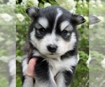 Small Photo #3 Pomsky Puppy For Sale in BAXTER, TN, USA