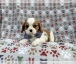 Small Cavalier King Charles Spaniel