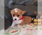 Small #3 Pembroke Welsh Corgi