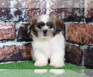 Zuchon Puppy for sale in BEL AIR, MD, USA