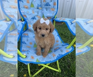 Goldendoodle Puppy for sale in BELDING, MI, USA