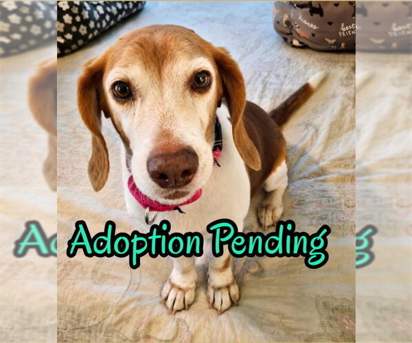 Medium Photo #7 Beagle Puppy For Sale in Dunnellon, FL, USA