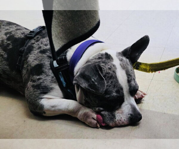 Medium Photo #8 American Pit Bull Terrier-Staffordshire Bull Terrier Mix Puppy For Sale in Princeton, MN, USA