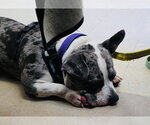 Small Photo #8 American Pit Bull Terrier-Staffordshire Bull Terrier Mix Puppy For Sale in Princeton, MN, USA