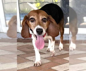 Beagle Dogs for adoption in Dunnellon, FL, USA