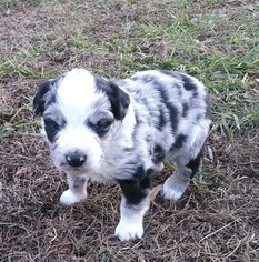 Australian Shepherd Puppy for sale in HIGH POINT, NC, USA