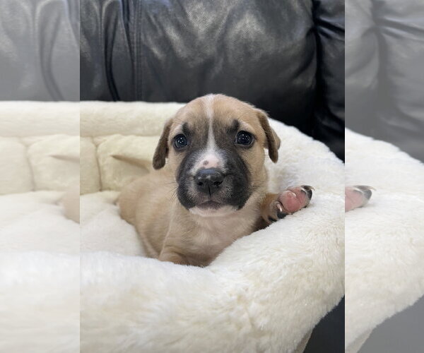 Medium Photo #19 Mutt Puppy For Sale in Derwood, MD, USA
