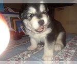 Small Photo #8 Alaskan Malamute Puppy For Sale in FRESNO, CA, USA