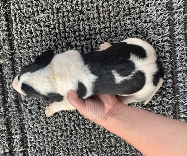 Medium Photo #2 Coonhound Puppy For Sale in MUNFORDVILLE, KY, USA