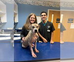 Small #3 American Pit Bull Terrier Mix