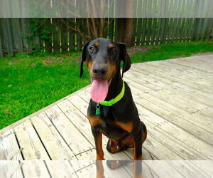 Doberman Pinscher Dogs for adoption in Minneaoplis, MN, USA