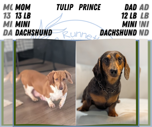 Medium Photo #5 Dachshund Puppy For Sale in GOSHEN, IN, USA