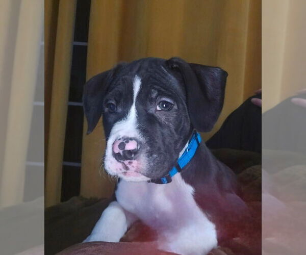 Medium Photo #3 Boxer-Unknown Mix Puppy For Sale in Brights Grove, Ontario, Canada