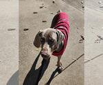 Small #3 Weimaraner Mix