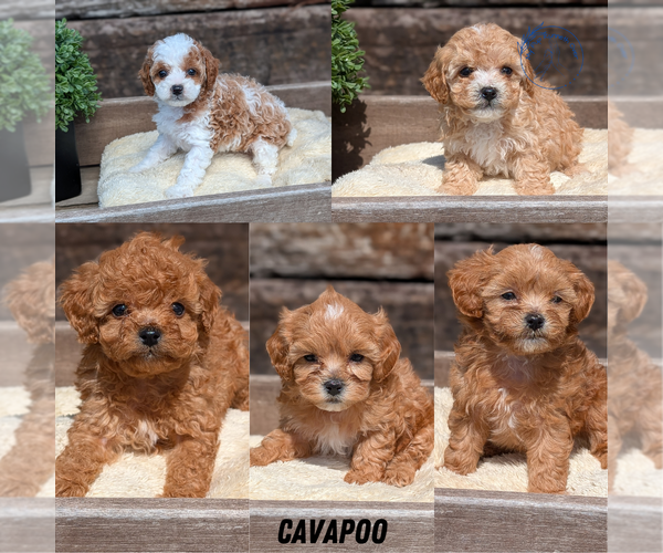 Medium Photo #1 Cavapoo (Miniature) Puppy For Sale in GOSHEN, IN, USA
