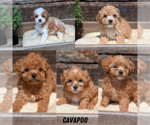 Cavapoo (Miniature) Litter for sale in GOSHEN, IN, USA
